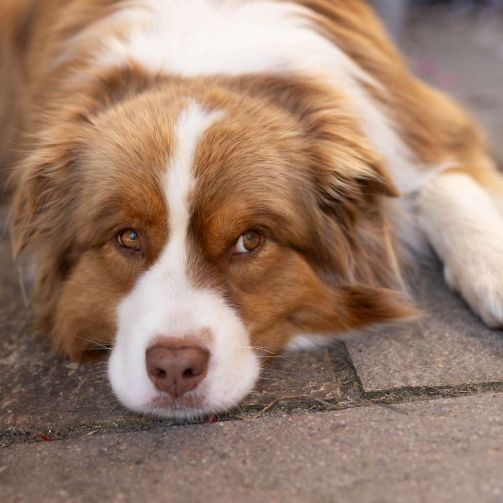 Hofhund Carlo liegt entspannt auf dem Boden