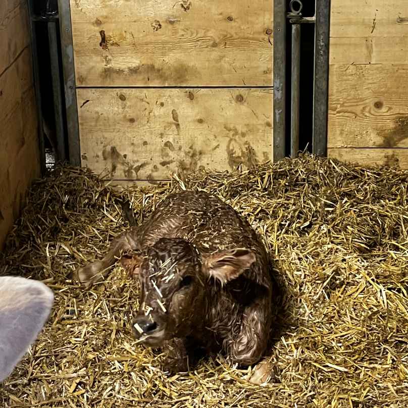 Newborn calf in the straw