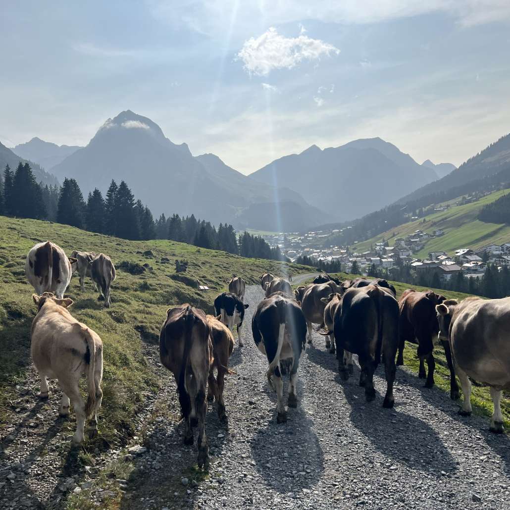 Kühe leben artgerecht Kuhherde auf einem Weg zwischen Wiesen vor schöner Bergkulisse