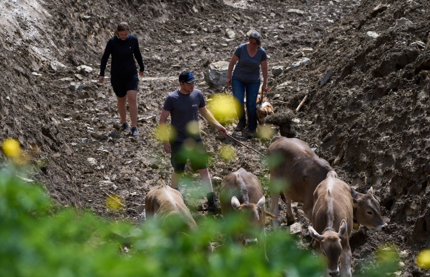 three people on a hike with four cows and a dog