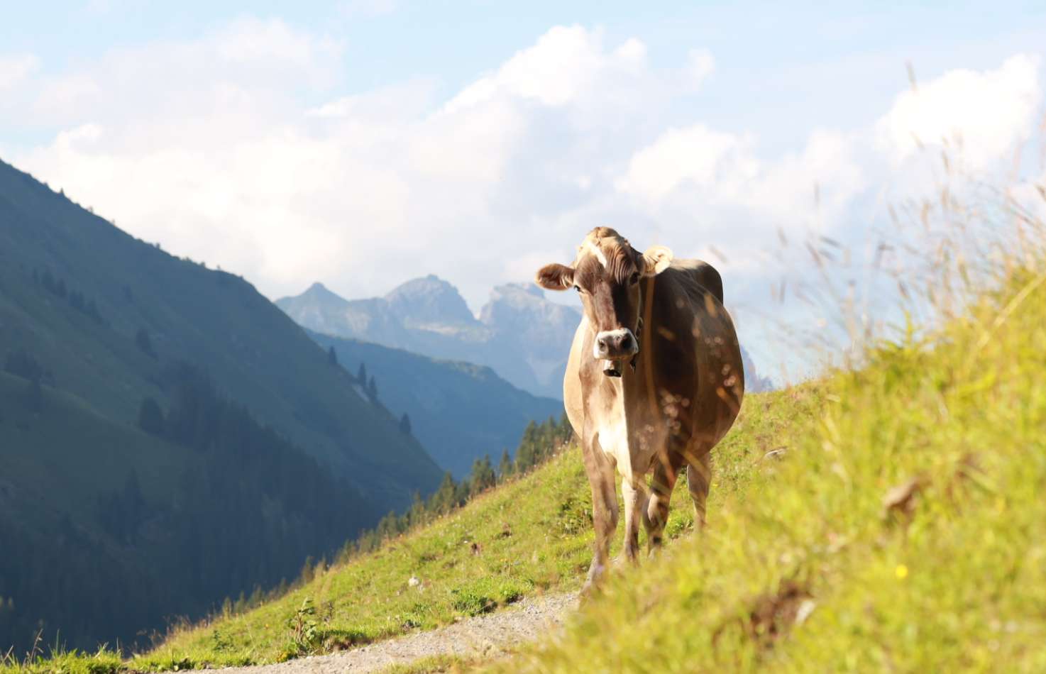 Familienurlaub am Bauernhof Eine Kuh betritt den Weg vor einer schönen Bergkulisse