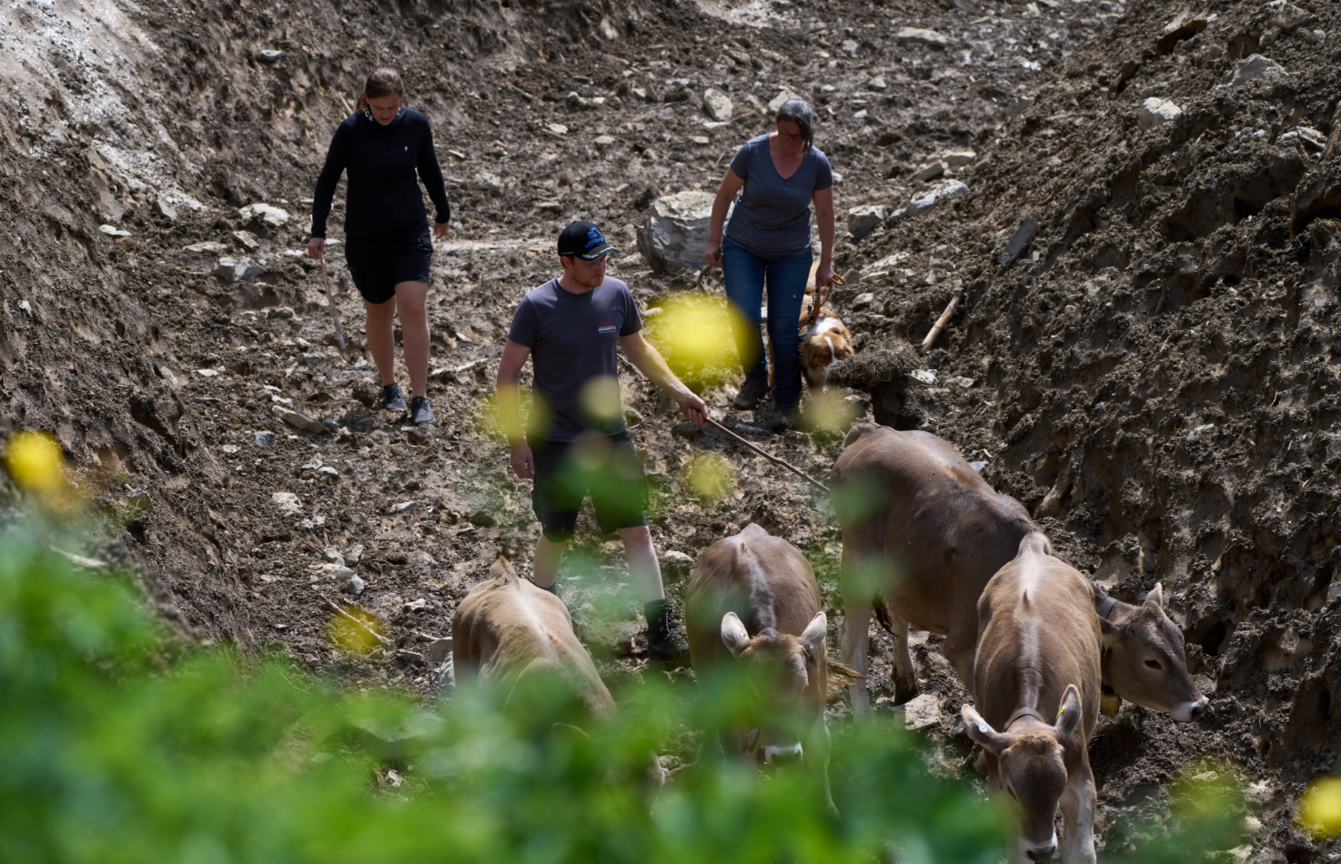 Familie Walch Drei Personen sind auf einer Wanderung mit vier Kühen und einem Hund.